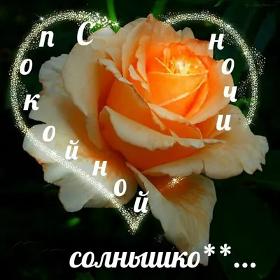 добройночи #добрыхснов #спокойнойночи #розы | TikTok