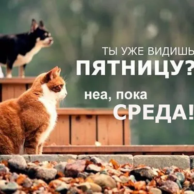 Доброй среды картинки и открытки прикольные
