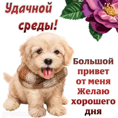 Открытки с добрым утром среды - новая подборка (50 ФОТО)