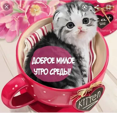 Картинки среда и кошки (48 фото) » Красивые картинки, поздравления и  пожелания - Lubok.club