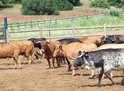 Стадо коров на реке фотография Stock | Adobe Stock