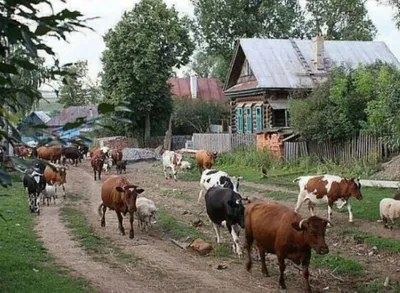 В Кимрском районе стадо коров с агрессивными быками держит в страхе  несколько деревень | Видео