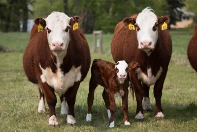 Стадо коров с биркой в ухе | Премиум Фото