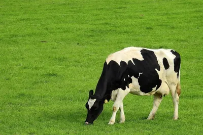 стадо коров Фото Фон И картинка для бесплатной загрузки - Pngtree