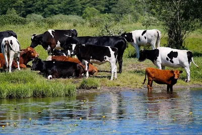 В Россию безуспешно пытались угнать стадо коров | Харьков Тудей