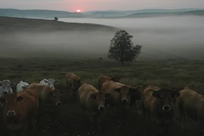 В России стадо коров атаковало город: видео