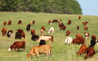 стадо коров на пастбище фотография Stock | Adobe Stock