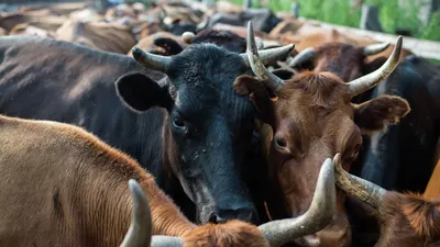 стадо коров аврака стоковое изображение. изображение насчитывающей  разведенными - 225965463