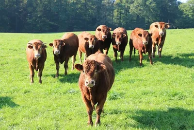 В селе Семеновском от голода гибнет стадо коров ФОТО 18+ | Новости города  Иваново и Ивановской области