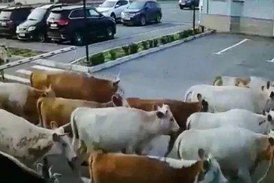 Посмотрите на зубров, которые прибились к двум стадам коров в Глубокском  районе - KP.RU