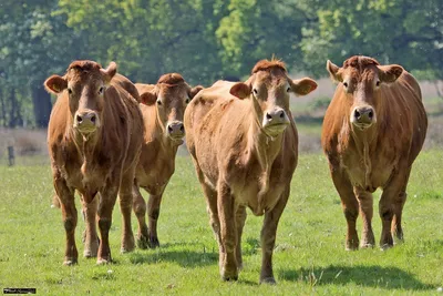 Стадо коров (60 лучших фото)