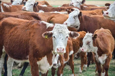 Стадо коров «захватило» населенный пункт в Приморье | Подмосковье Сегодня