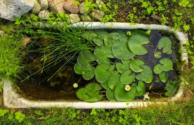 Старая ванна на огороде – компостная вермиферма. | Огород, Дача, Теплица