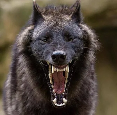 Волк самый страшный - 75 фото