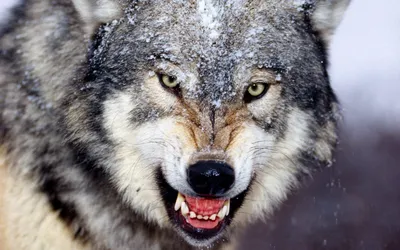 Красивый страшный кудрявый волк …» — создано в Шедевруме