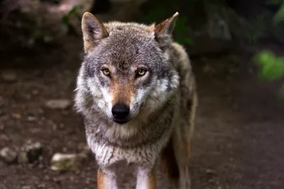Серый волк Оборотень Страшный волк Драгоценные камни войны Красный волк,  антропоморфные животные, драгоценный камень, млекопитающее png | PNGEgg
