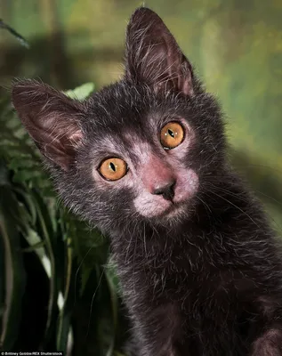 Коты с большими ушами – 20 пород «ушастых» кошек с фото и описанием