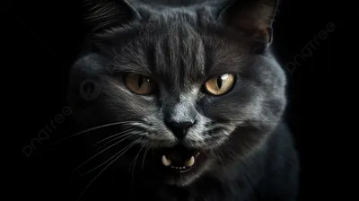 Чёрно-белый портрет злой страшной кошки с порваным ухом Stock Photo | Adobe  Stock