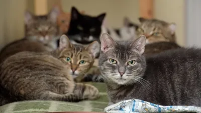 Картинки страшных котов - 66 фото