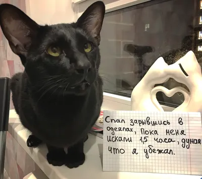 В Карелии нашли кота Леву, выжившего после страшной аварии