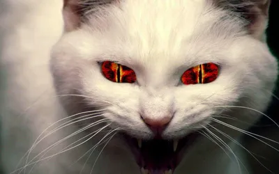 Inna - Милота, страшная сила 🖤 #кот #коты #кошки #котыаристократы #ляля |  Facebook