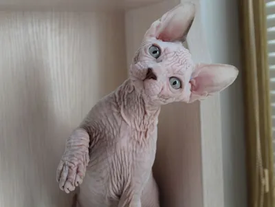 Уродливая страшная больная кошка с …» — создано в Шедевруме