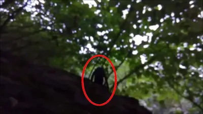 Загадочные и страшные существа, снятые в лесу! - YouTube