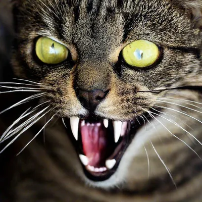 Очень страшный кот» — создано в Шедевруме