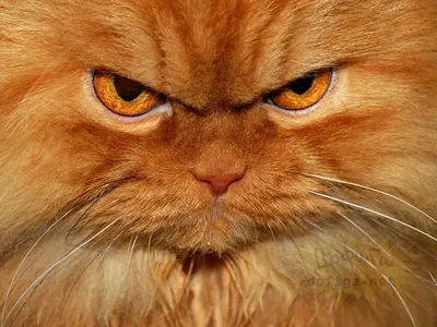 Немногое страшный котенок Кот демона Смешной Weirdo киски Стоковое  Изображение - изображение насчитывающей страшно, смешно: 153404531
