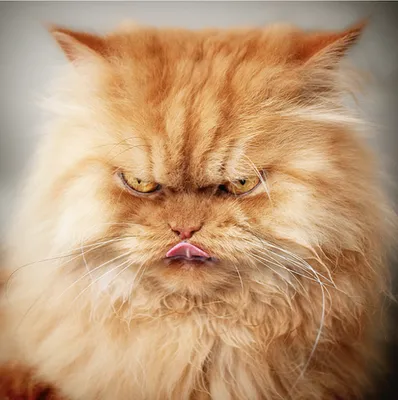 Ксердан - самый страшный кот в мире » Pressa.tv