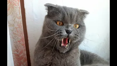 Очень злой кот | Пикабу