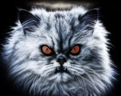 Я злой и страшный дикий кот, | Пикабу