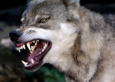 Есть ли у волков чувство страха? | Treazspeak | Дзен