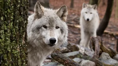 Страшный волк был особым видом, отличным от серого волка, выяснили биологи  - Наука и Техника - Каталог статей - Блог Ильи Винштейна