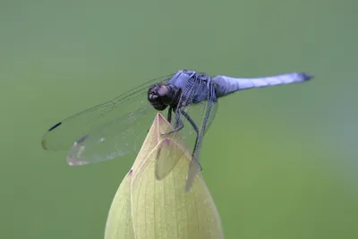 Sympetrum pedemontanum - Стрекозы Беларуси (Odonata of Belarus)