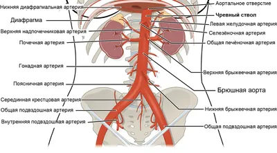 Брюшная аорта — Википедия