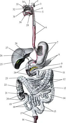 Как Расположены Внутренние Органы? Анатомия Человека + Картинки | Анатомия,  Человек, Анатомия йоги