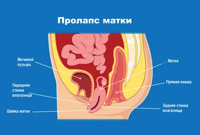 Строение женской репродуктивной системы и таза: иллюстрации с надписями |  e-Anatomy