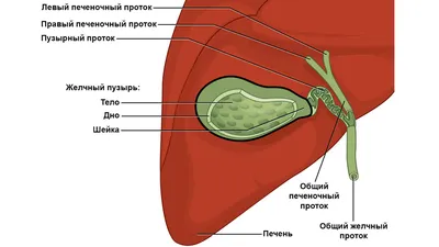 Анатомия тазового дна - KinesioPro