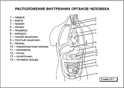 Картинки внутренних органов (49 фото) » Юмор, позитив и много смешных  картинок