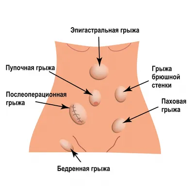 Энциклопедия - Мужские и женские половые железы