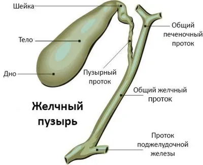 Позвоночник человека - анатомия, позвонки, изгибы и отделы