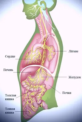 И такое бывает: рак желчного пузыря. Симптомы и диагностика | To your  health | Дзен