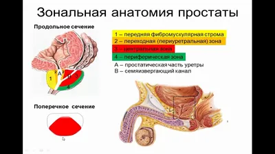 Брюшная и тазовая полости : нормальная анатомия | e-Anatomy