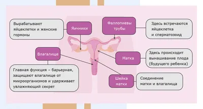 Анатомия человека: истории из жизни, советы, новости, юмор и картинки —  Лучшее, страница 58 | Пикабу