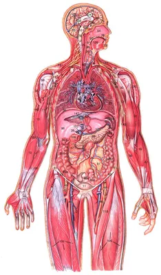 Фото органов человека: где находятся ключевые органы в организме?