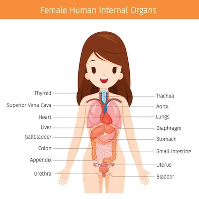 Внутренние органы человека | Премиум векторы