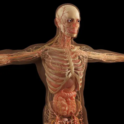 Ннутренние органы человека: картинки брюшной полости | Заболевания, Диета  при язве, Человек