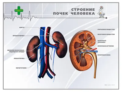 Мышечная система человека, вид сзади (анатомия человека) Плакат глянцевый  А2+, плотная фотобумага от 200г/м2 - купить с доставкой по выгодным ценам в  интернет-магазине OZON (261474541)