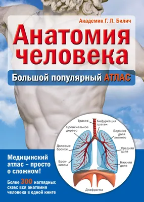 Строение органа слуха, ухо (анатомия человека) плакат глянцевый А2+,  плотная фотобумага от 200г/м2 - купить с доставкой по выгодным ценам в  интернет-магазине OZON (262657685)